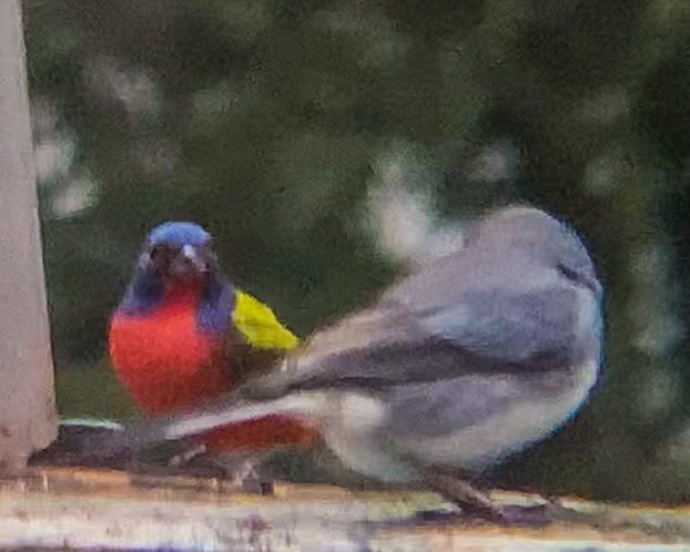 Painted Bunting - ML206698111