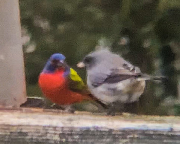 Painted Bunting - ML206698141