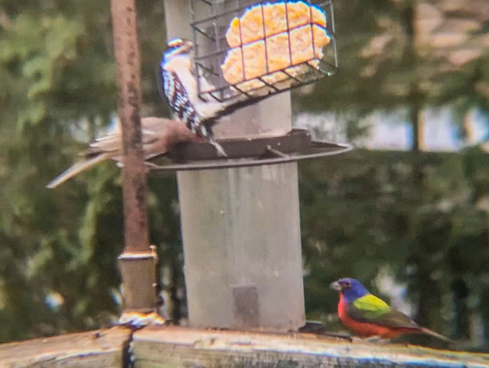 Painted Bunting - ML206698161