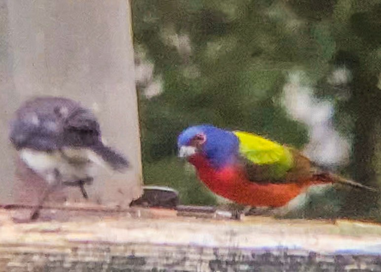 Painted Bunting - ML206698171