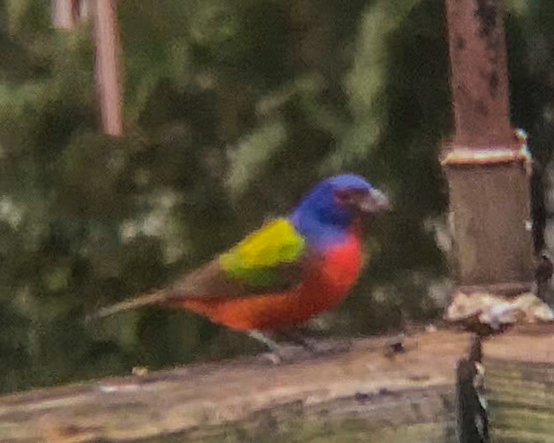 Painted Bunting - ML206698181