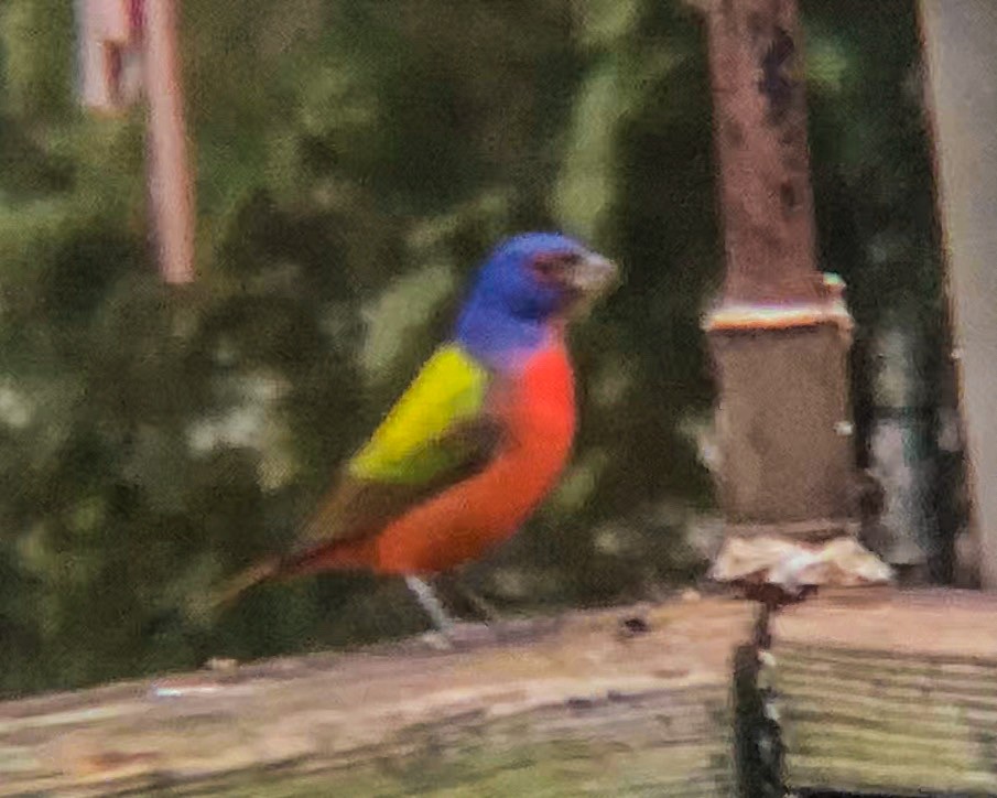 Painted Bunting - ML206698191