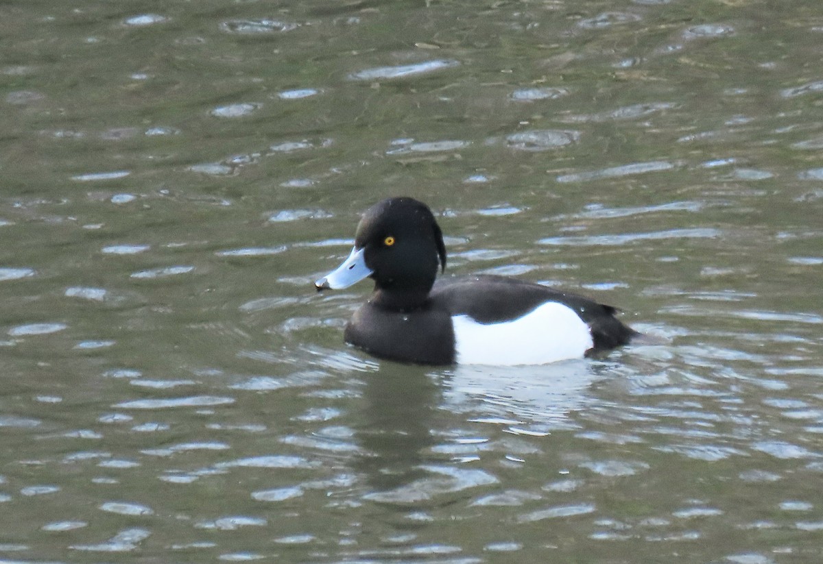 Tufted Duck - ML206701461
