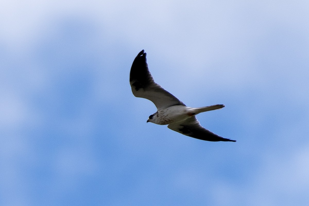 White-tailed Kite - Luiz Carlos Ramassotti