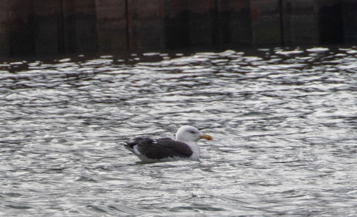 eBird Checklist - 1 Feb 2020 - Lake Calumet area--Calumet River Turning ...