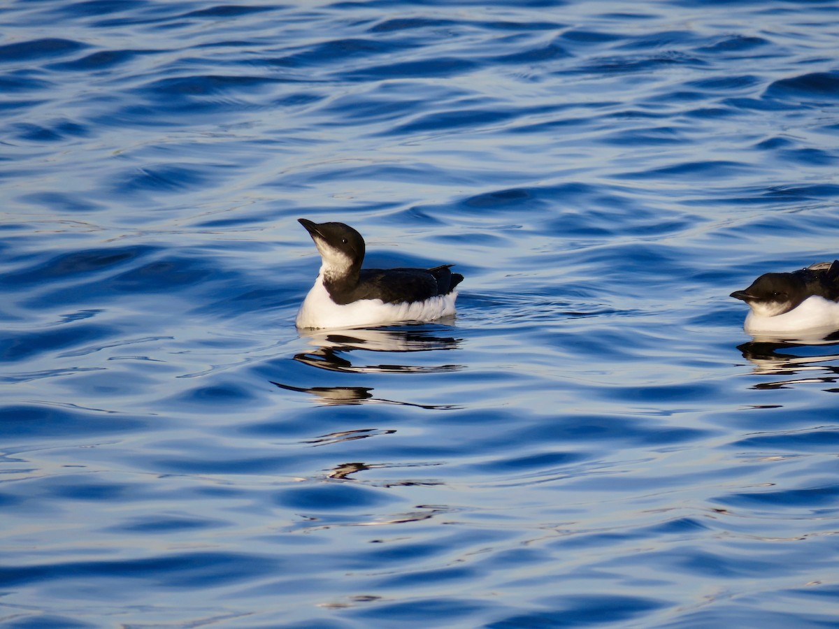 Thick-billed Murre - ML206711311