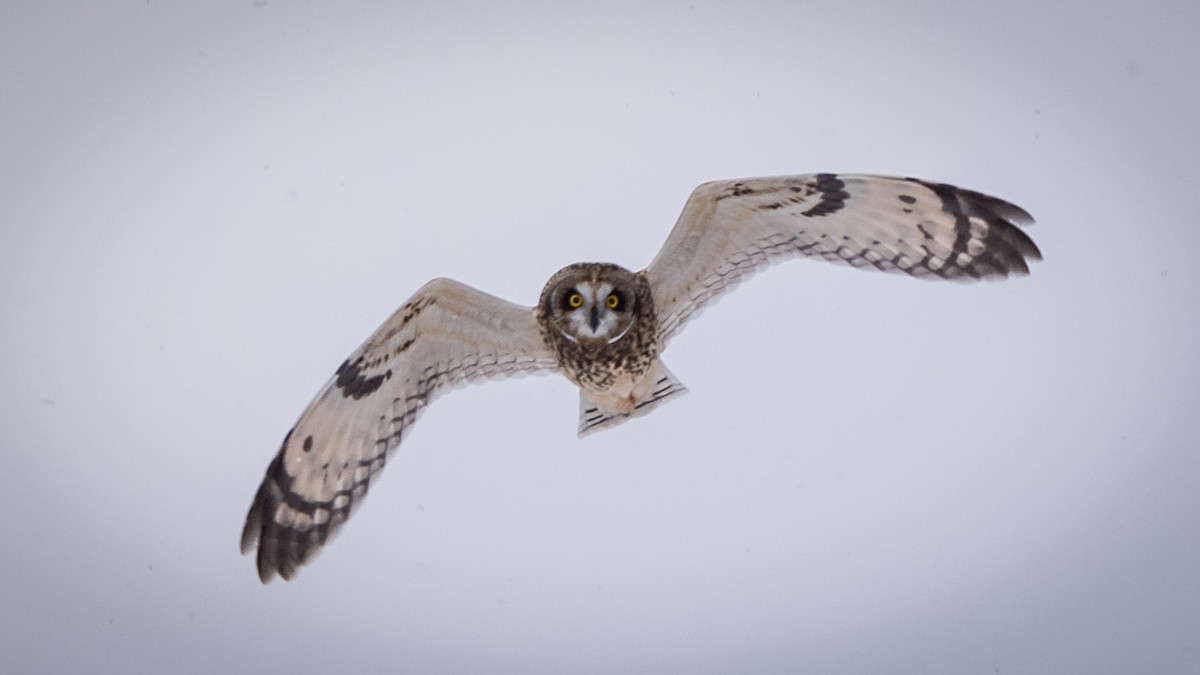 Short-eared Owl - ML206711351