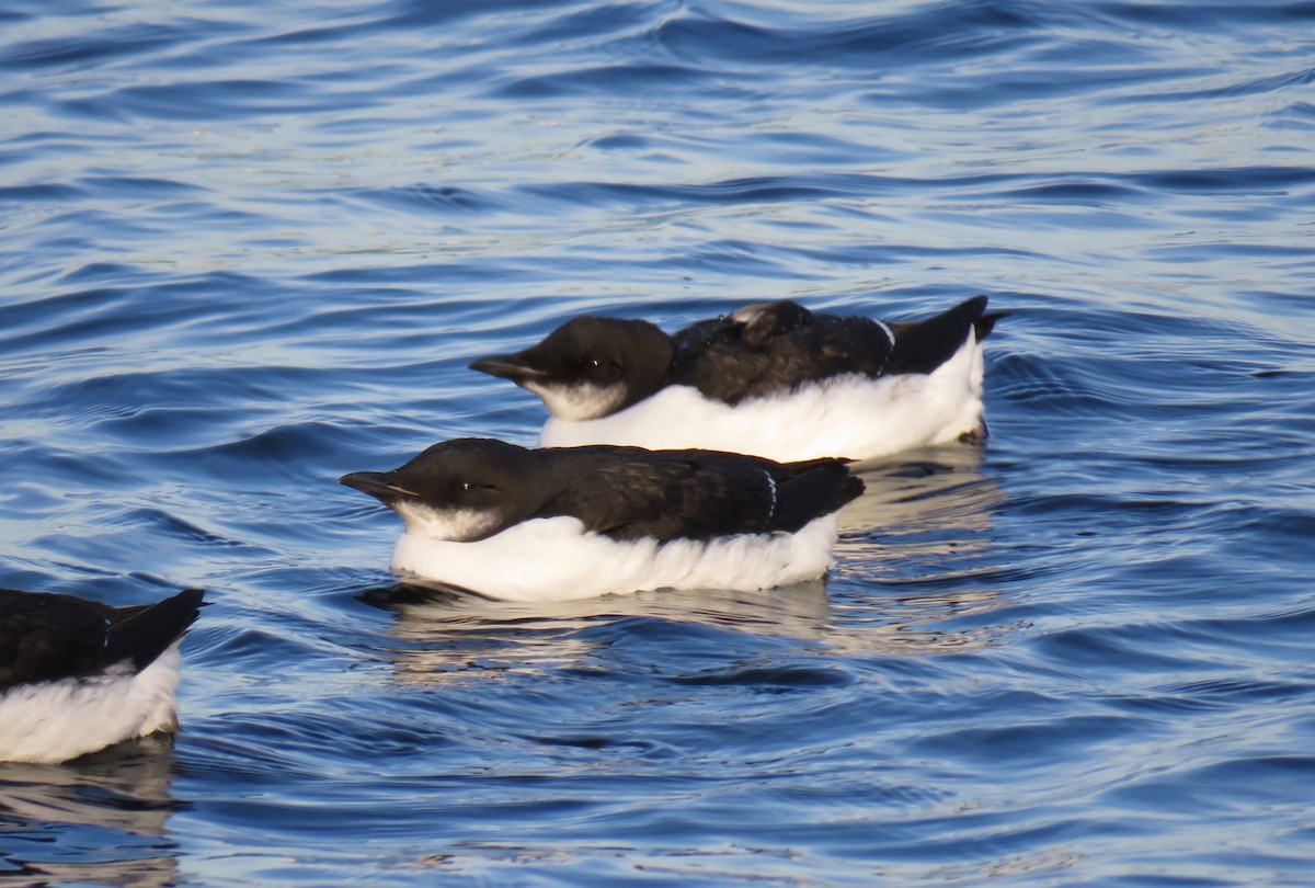 Thick-billed Murre - ML206711451