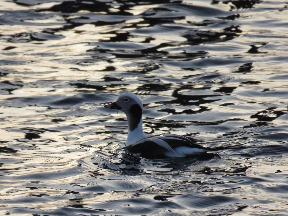 Long-tailed Duck - ML206711491