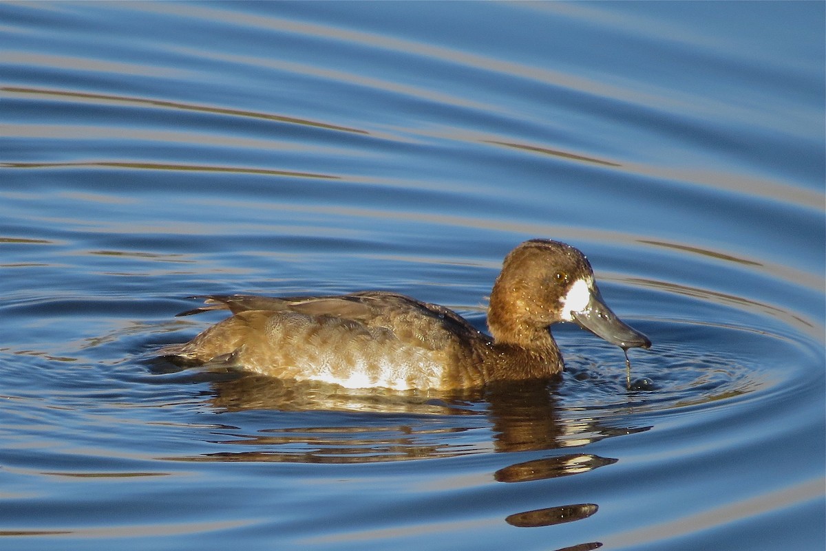 Greater Scaup - Adam Dudley