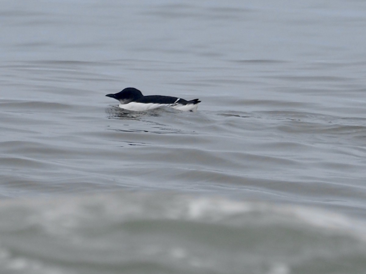 Thick-billed Murre - ML206718801
