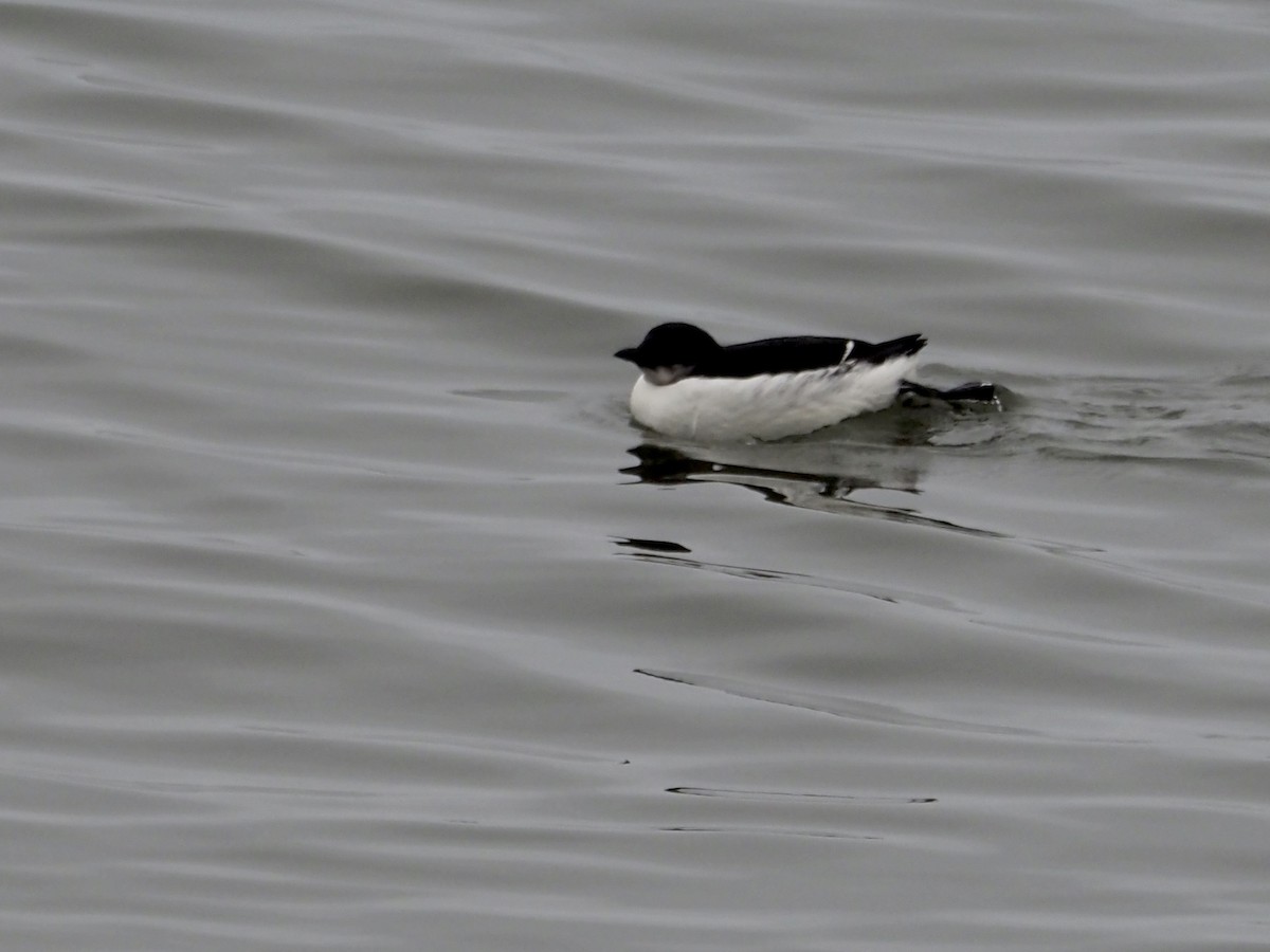 Thick-billed Murre - ML206718811