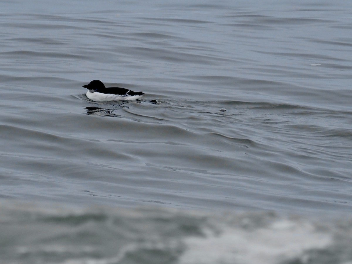 Thick-billed Murre - ML206718831