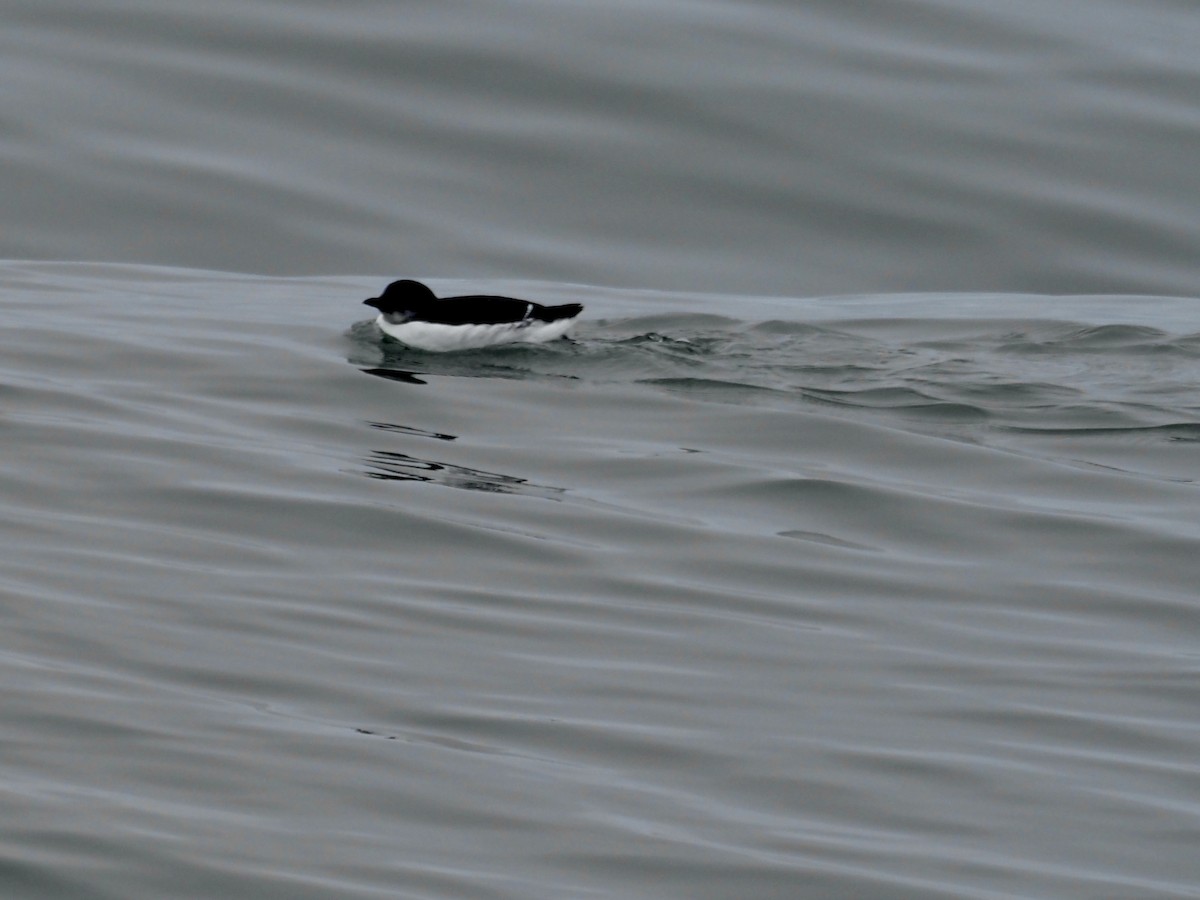 Thick-billed Murre - ML206718851