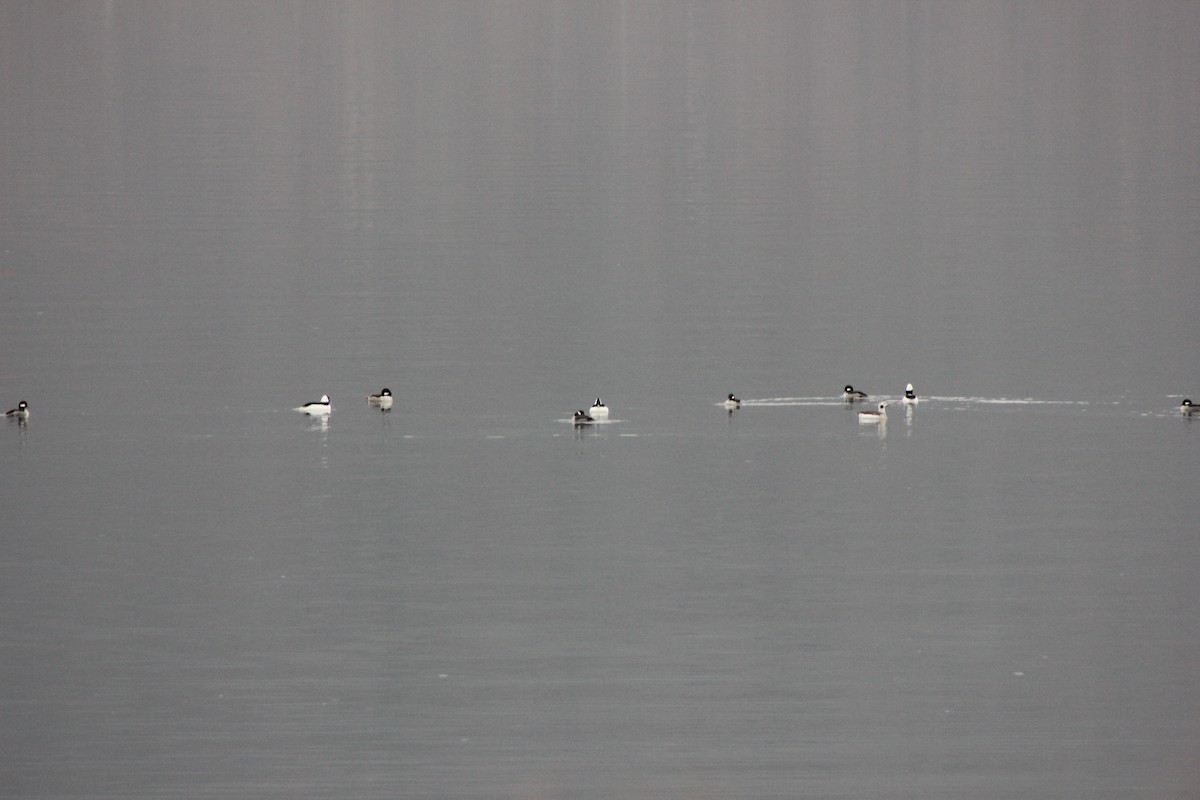Long-tailed Duck - ML206719761