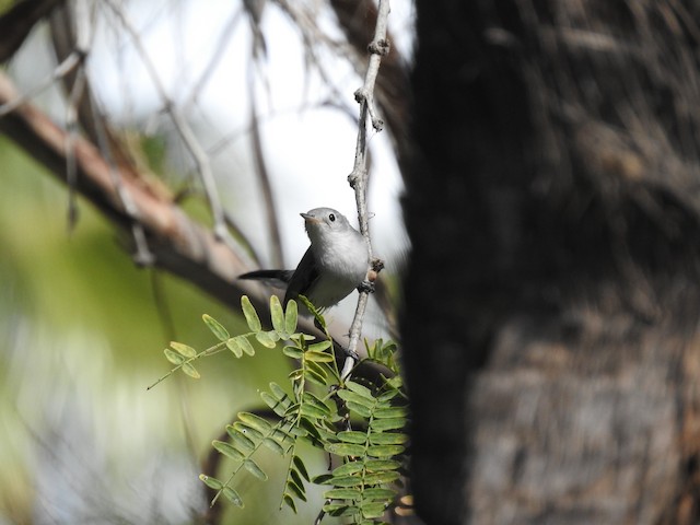 BLUE-GRAY GNATCATCHER – Birds of Nebraska – Online