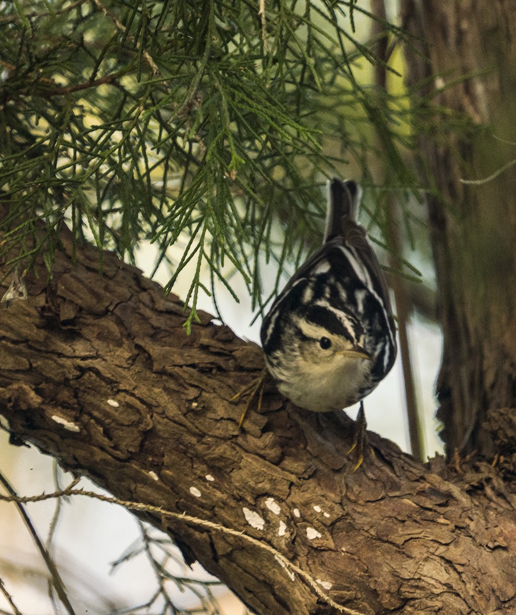 Black-and-white Warbler - Breanna Perry