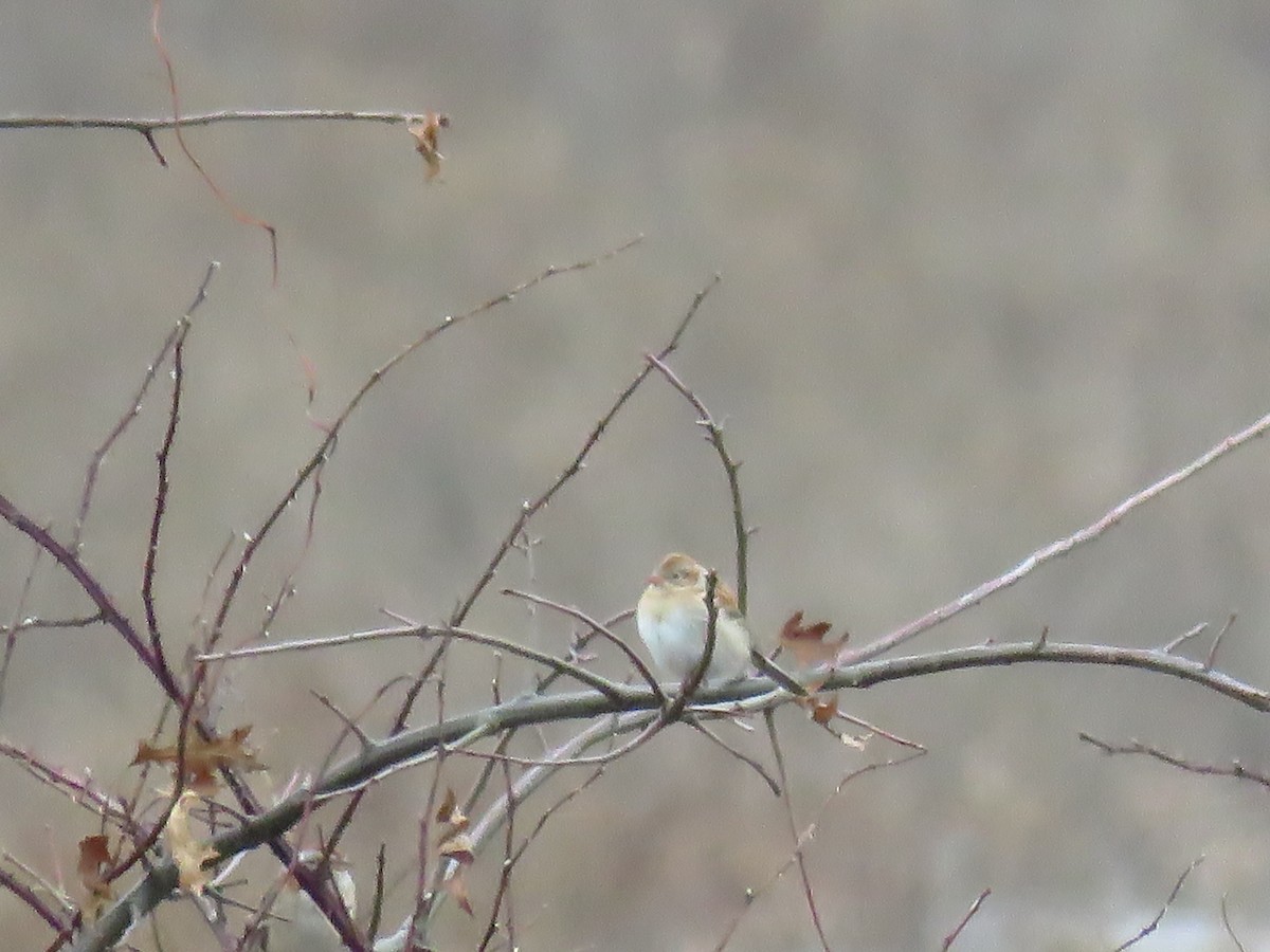 Field Sparrow - Christine Alber