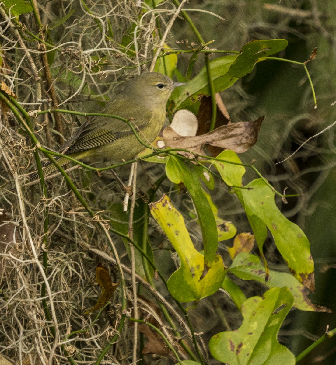 Orange-crowned Warbler - ML206736321