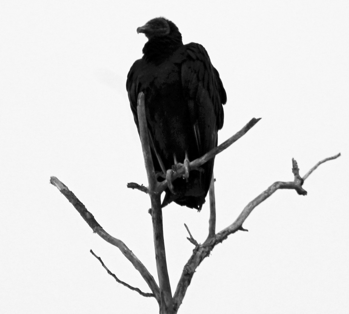 Black Vulture - Brian Ward