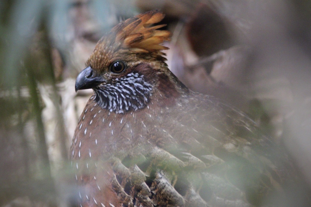Spotted Wood-Quail - Anonymous