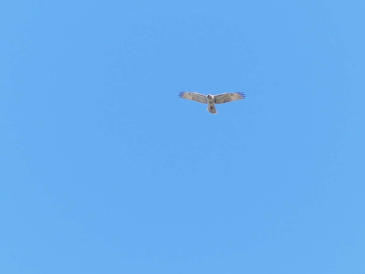 Red-tailed Hawk (borealis) - ML206750541