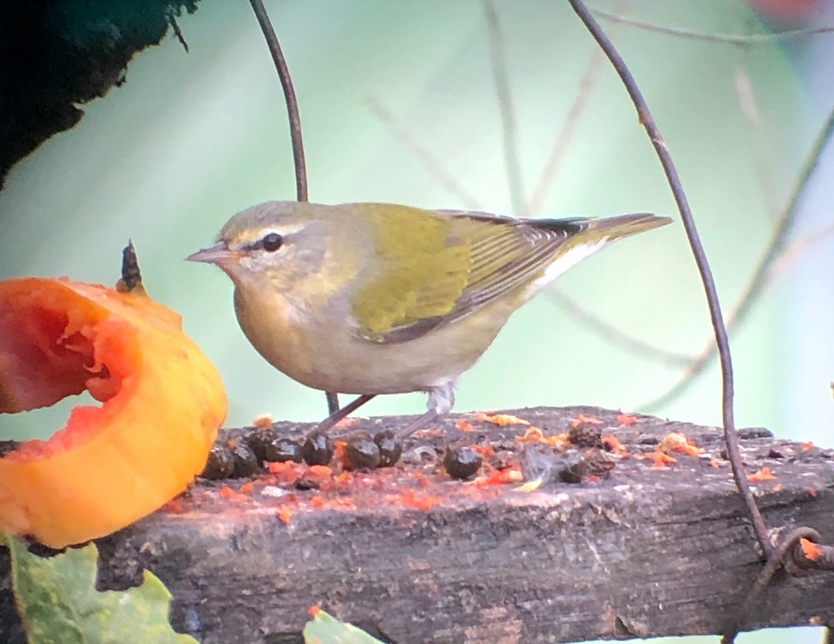 Tennessee Warbler - Alison Huff