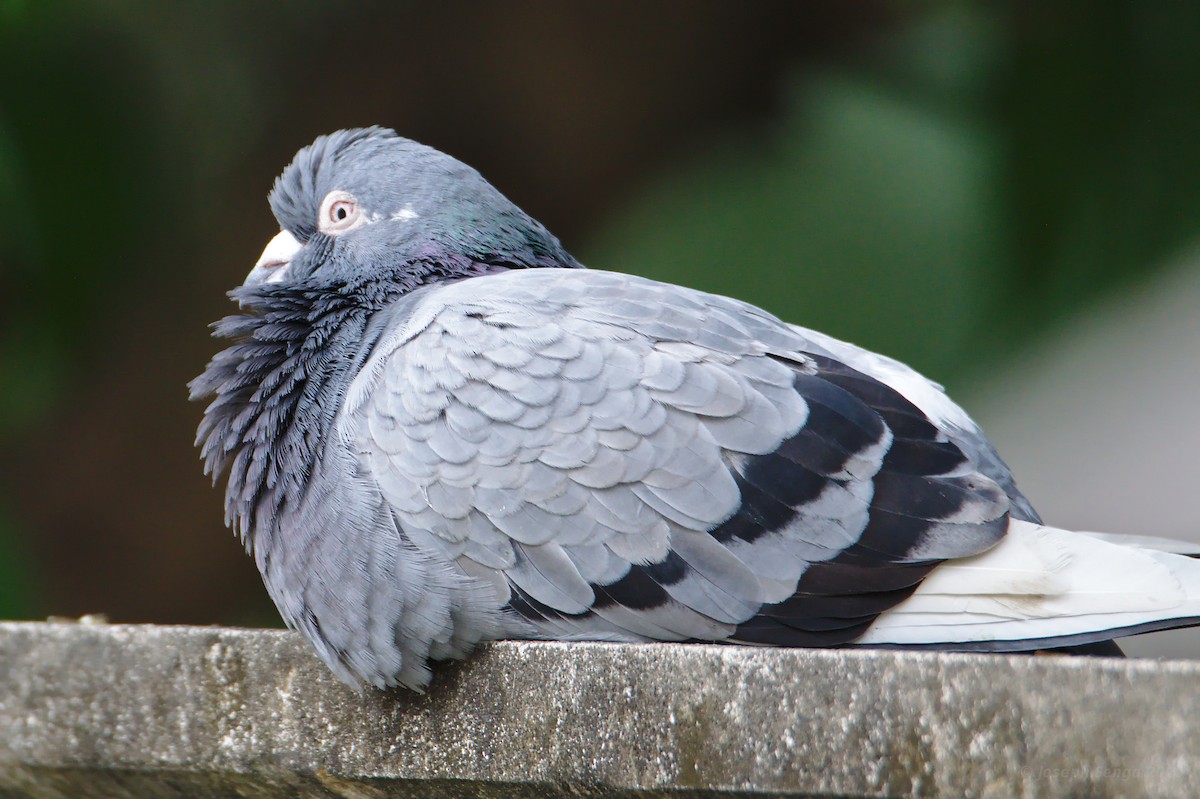 Rock Pigeon (Feral Pigeon) - Joseph Riel Senga