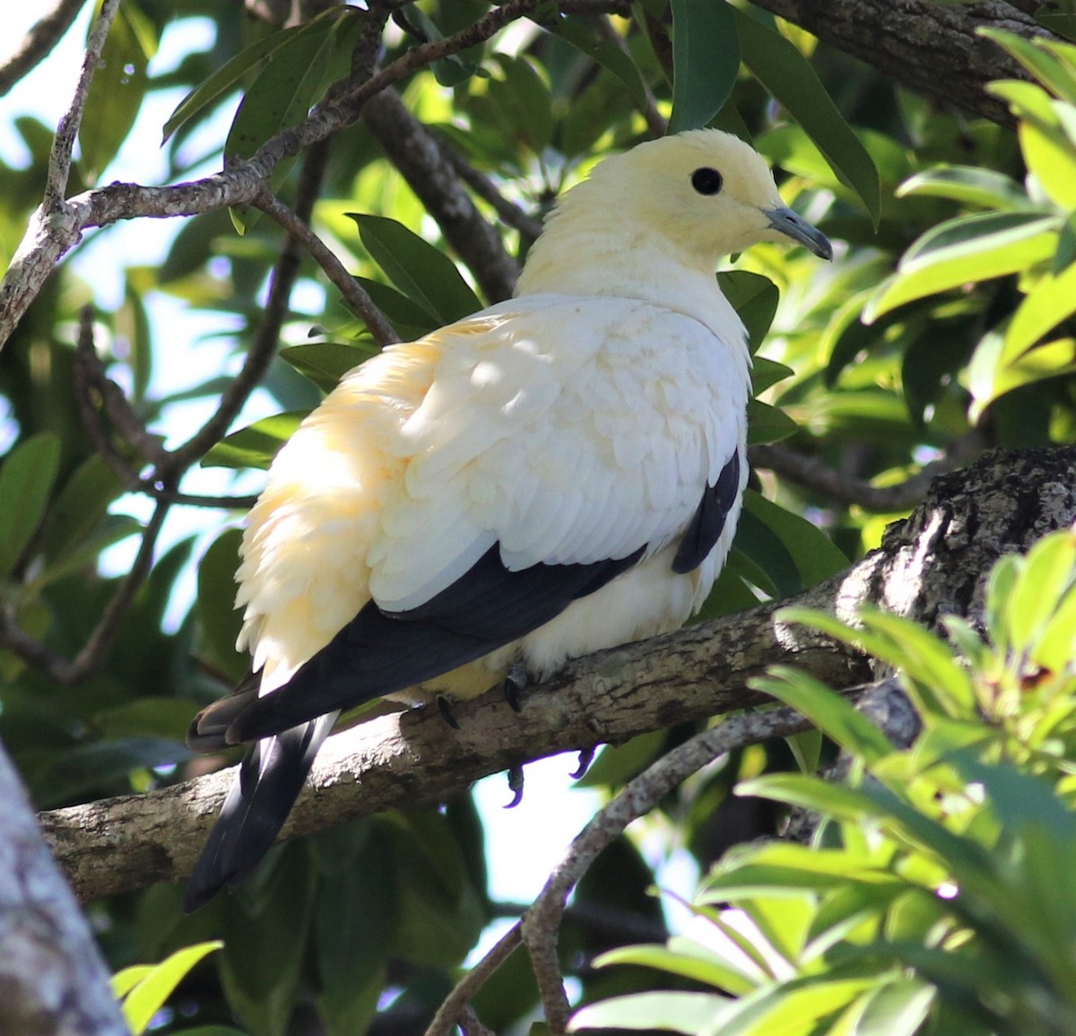 Pied Imperial-Pigeon - ML206766941