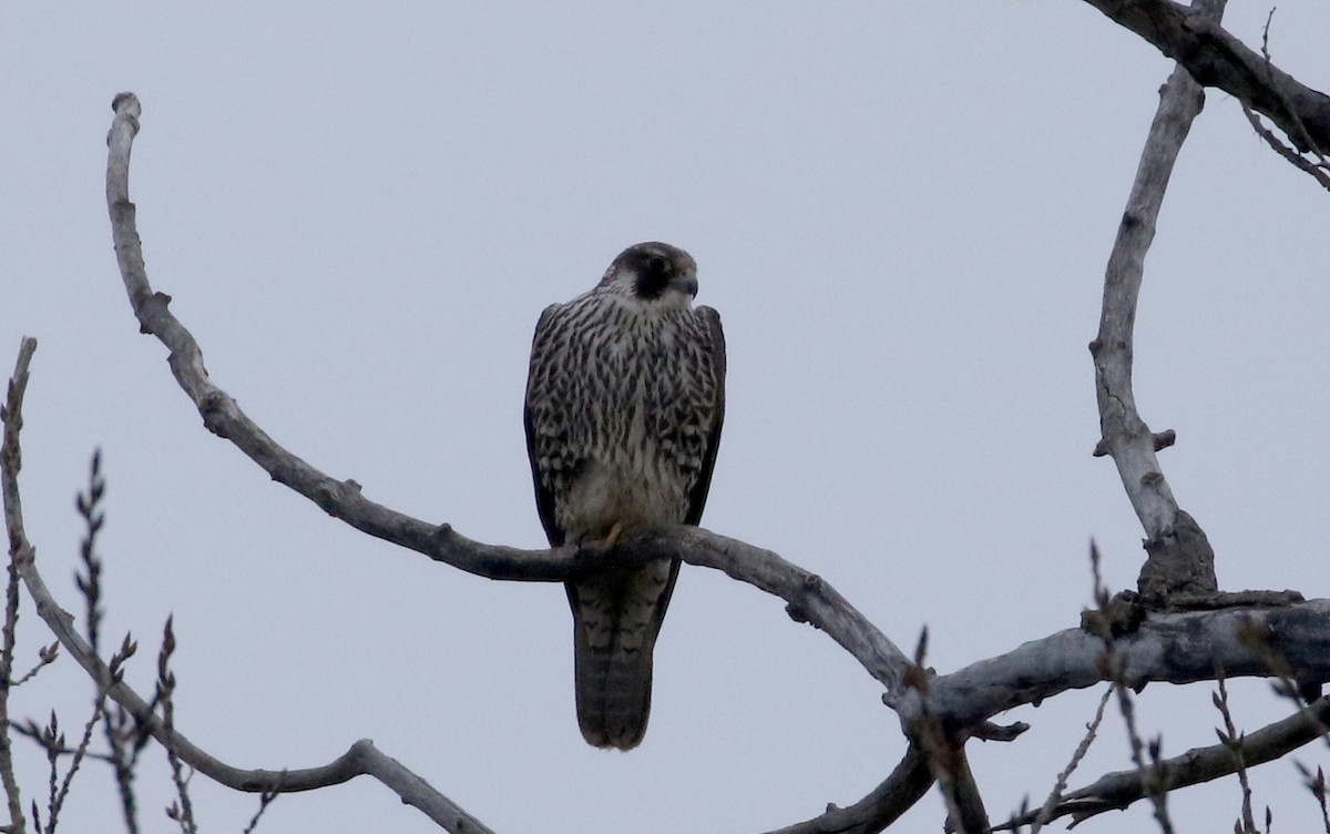 Peregrine Falcon (North American) - Jay McGowan