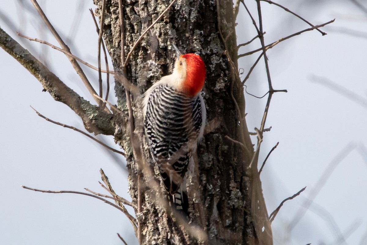 Red-bellied Woodpecker - Ashley Bradford