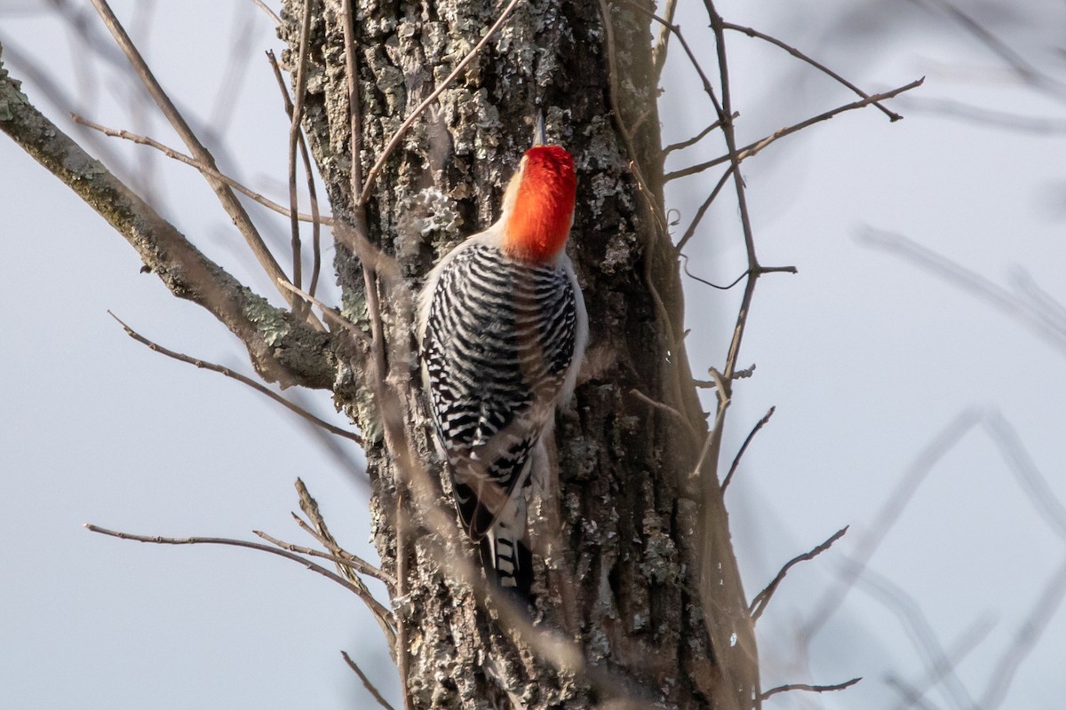 Red-bellied Woodpecker - Ashley Bradford