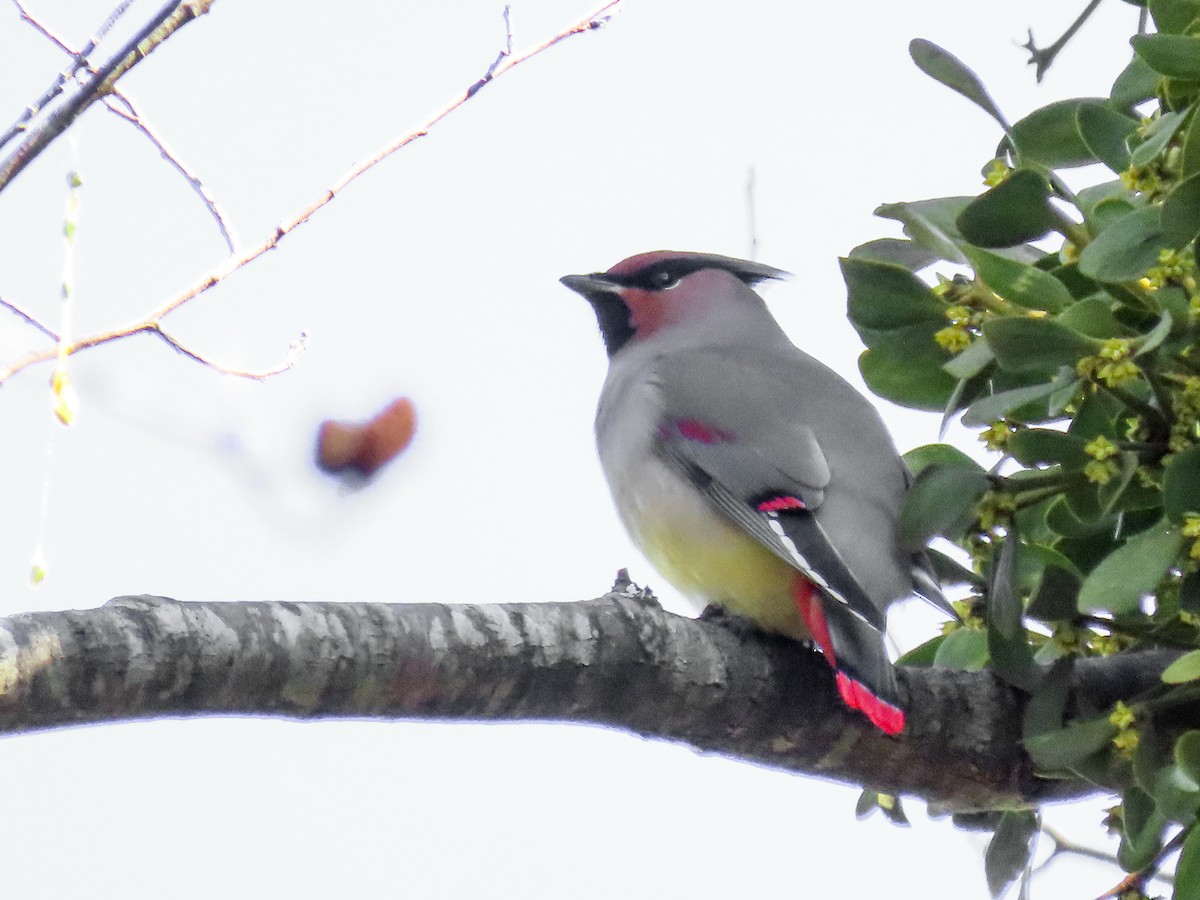 Japanese Waxwing - ML206770011