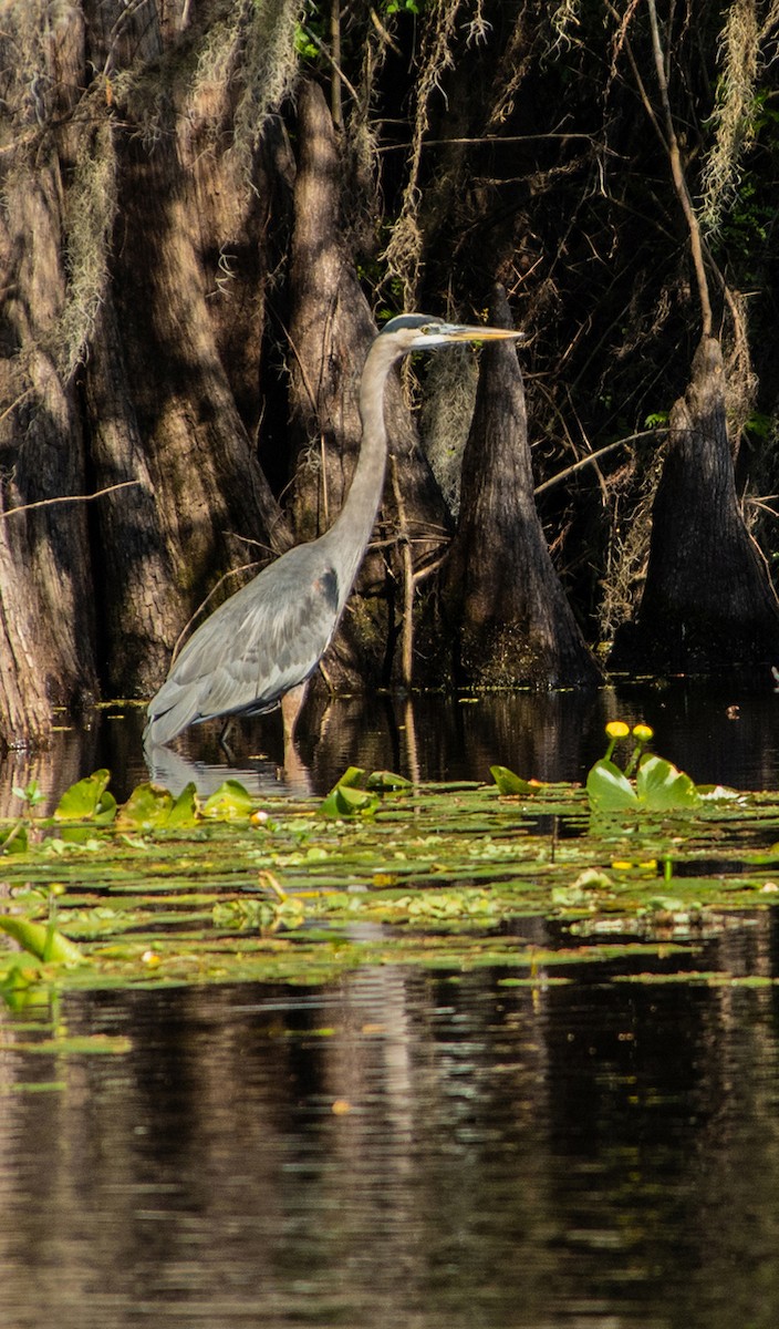 eBird Checklist 28 Jan 2020 Lettuce Lake County Park 23 species