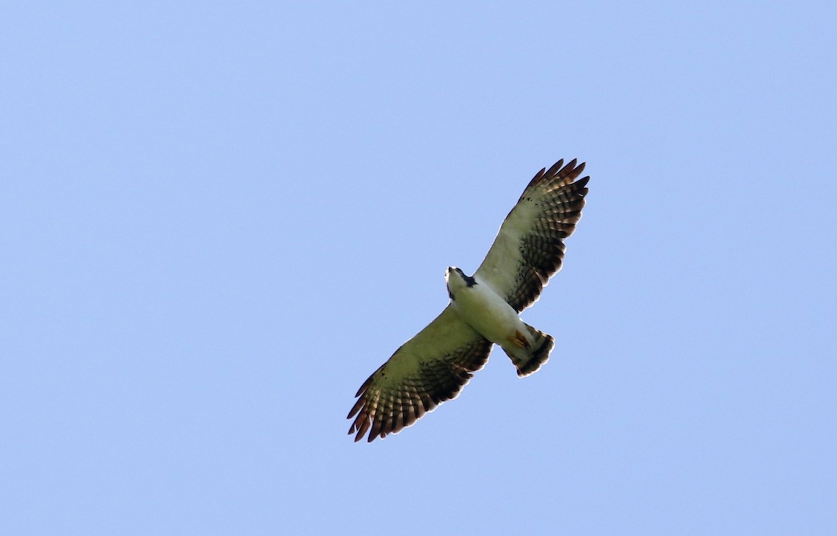 Short-tailed Hawk - ML206773041