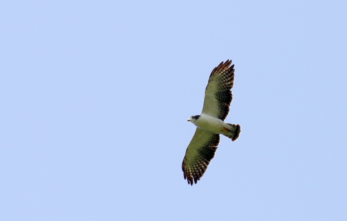 Short-tailed Hawk - Jay McGowan
