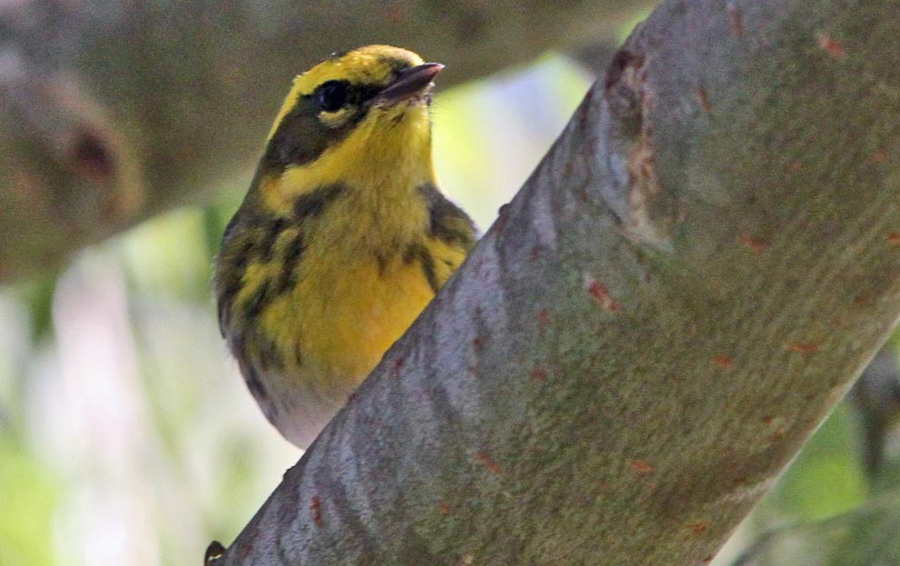 Townsend's Warbler - Don Roberson