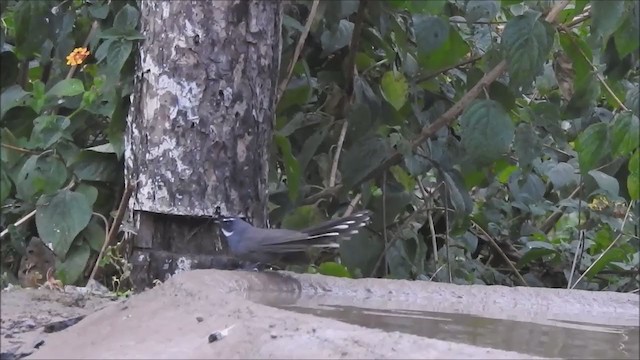 White-throated Fantail - ML206775821