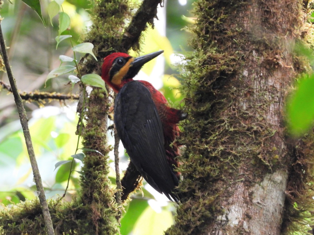 Crimson-bellied Woodpecker - ML206775921
