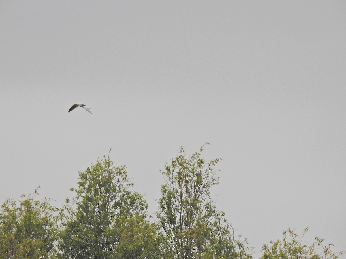 White-tailed Kite - Nicola Cendron