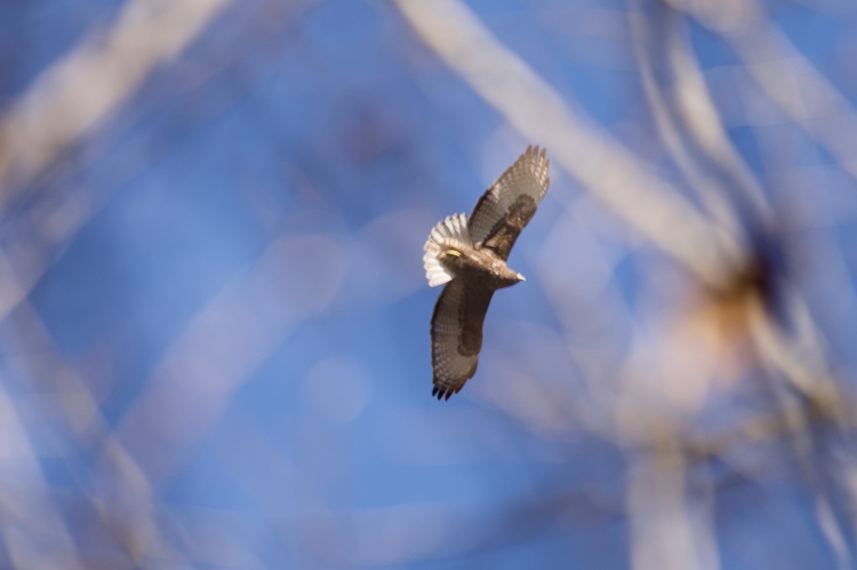 Red-tailed Hawk (Harlan's) - ML206784711