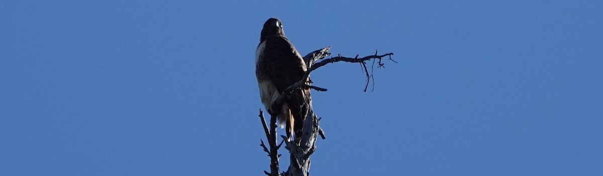 Red-tailed Hawk - ML206788041