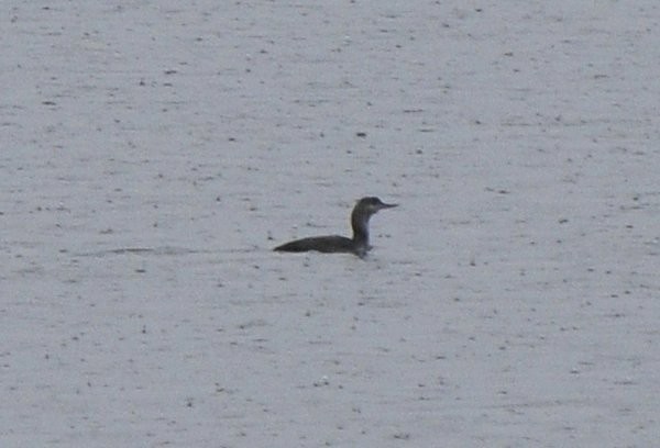 Red-throated Loon - Gord Gadsden