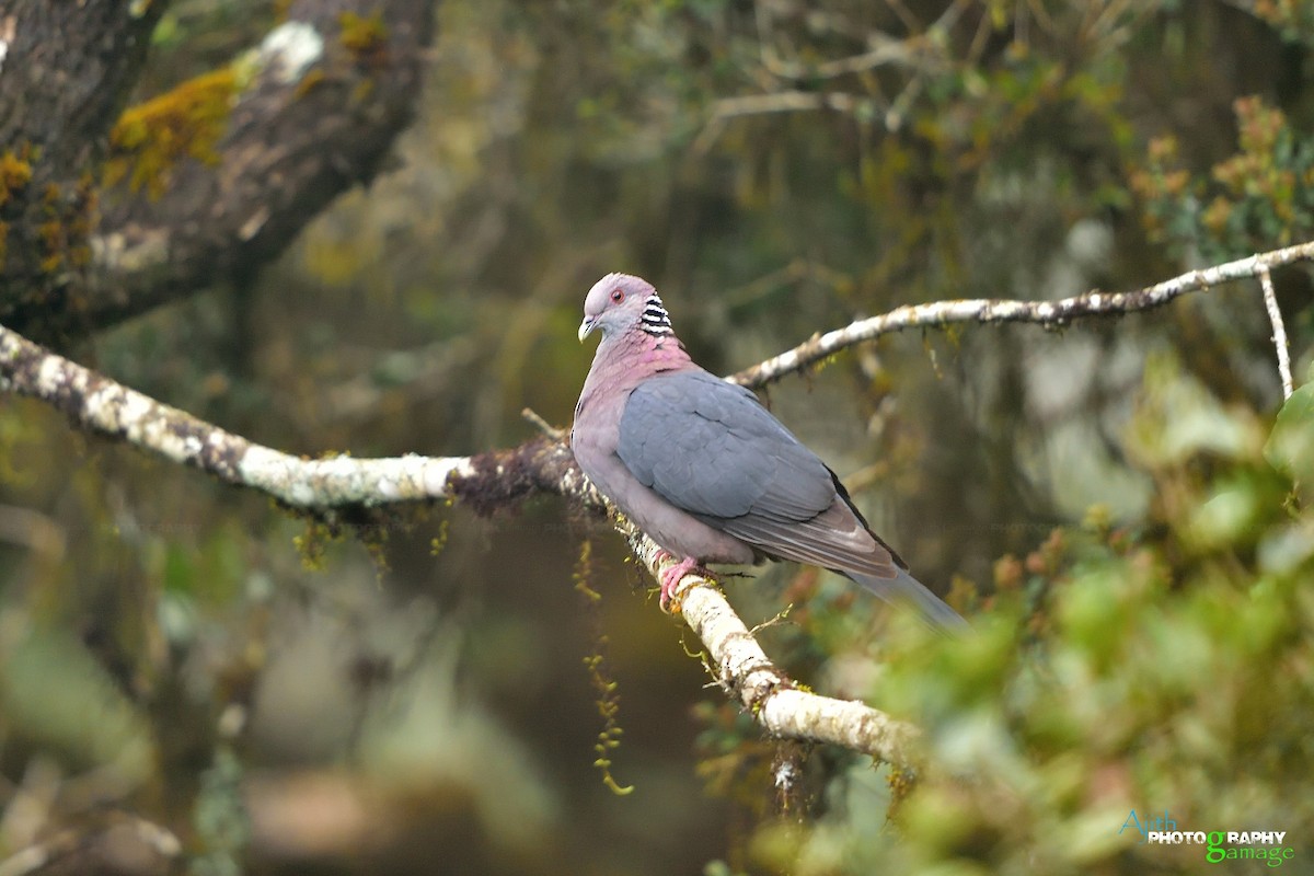 Sri Lanka Wood-Pigeon - Ajith Gamage