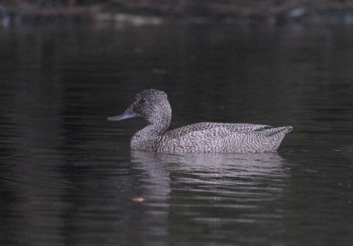 Freckled Duck - ML206797751