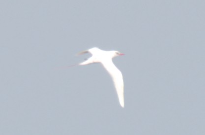 Red-tailed Tropicbird - ML206799531