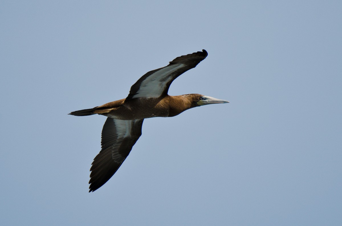 Brown Booby - ML206799661