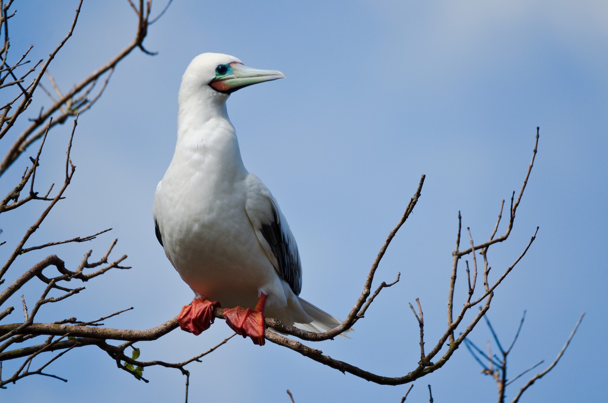 Red-footed Booby - Zeke Smith