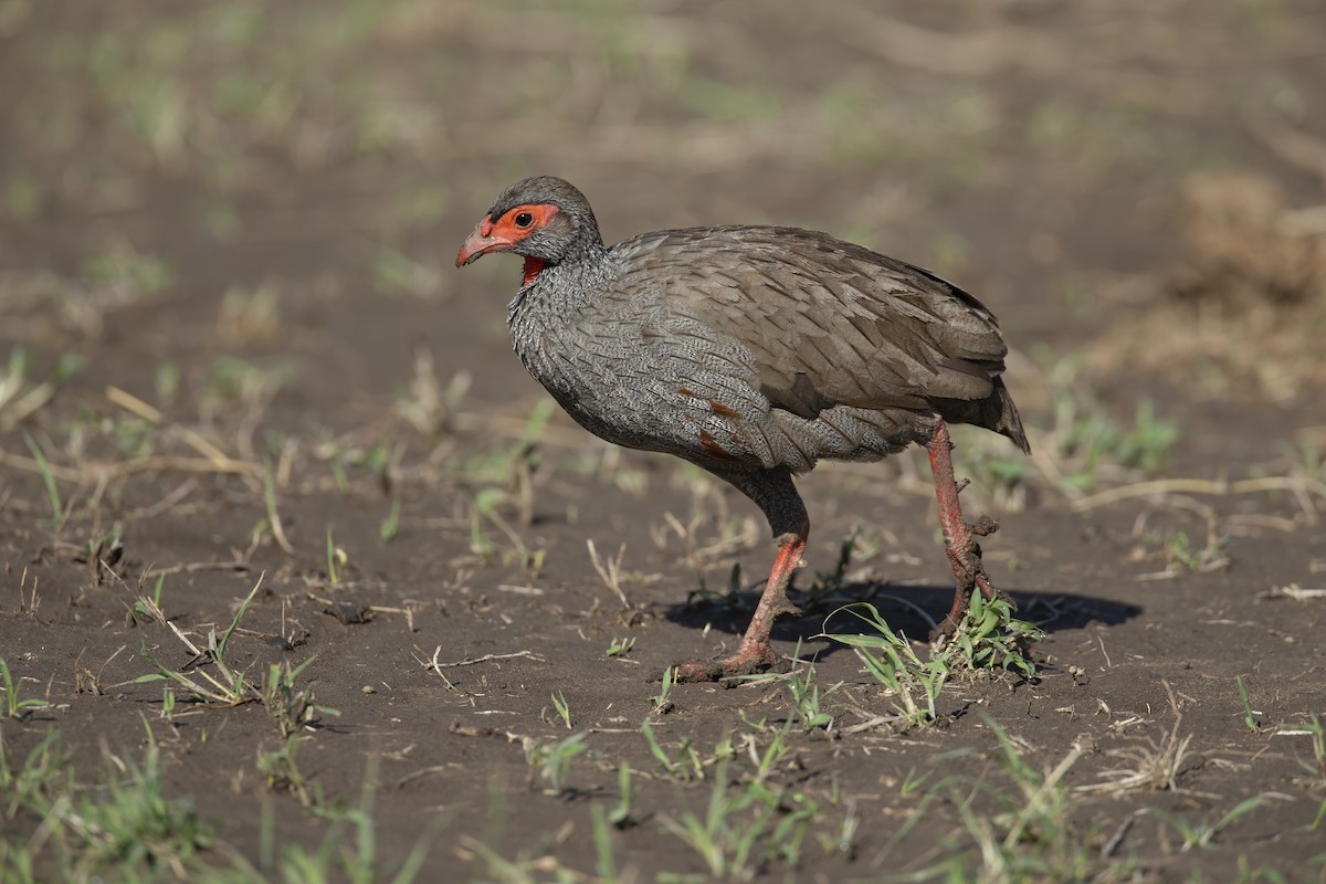 Red-necked Spurfowl - Marco Valentini