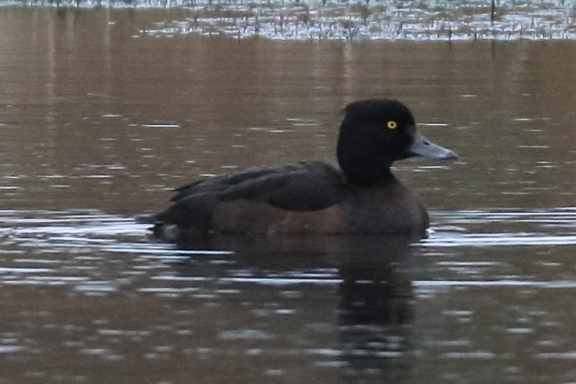 Tufted Duck - ML206805931
